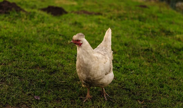 Frango Caminhando livremente — Fotografia de Stock