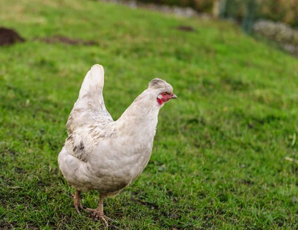 Kyckling går fritt — Stockfoto