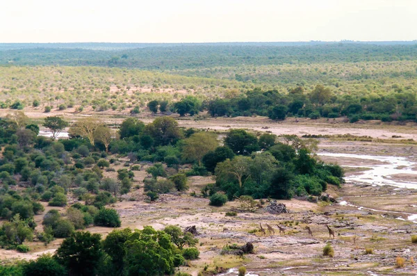 Giraffen lopen op de vlaktes van Zuid-Afrika — Stockfoto