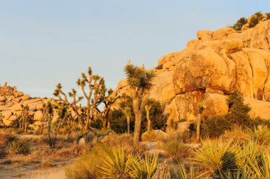 Joshua Tree Barker Barajı alan Sunset yakınında