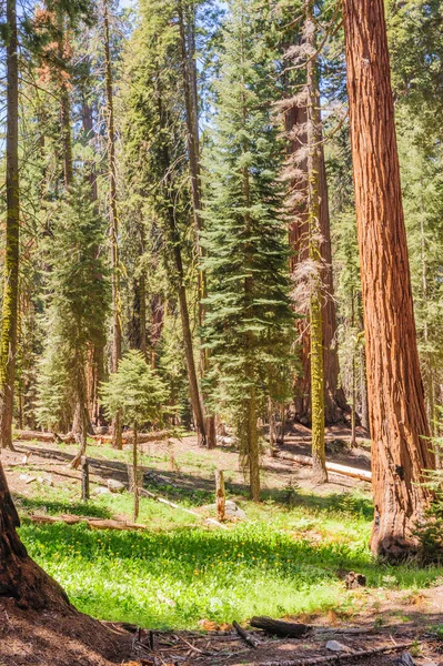 Óriás Sequoia, a Sherman Grove — Stock Fotó