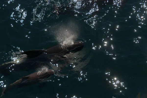 Long-finned Pilot Whales — Stock Photo, Image