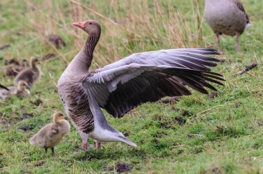 Kaz ve baharda kuşlar