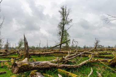 Düşmüş bir doğa rezerv ağaçlarda