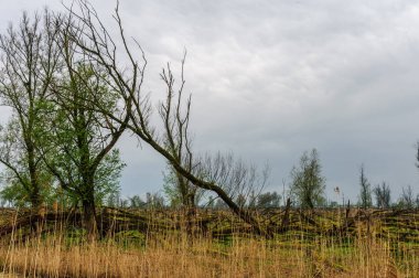 Düşmüş bir doğa rezerv ağaçlarda