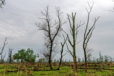 Düşmüş bir doğa rezerv ağaçlarda