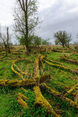 Düşmüş bir doğa rezerv ağaçlarda