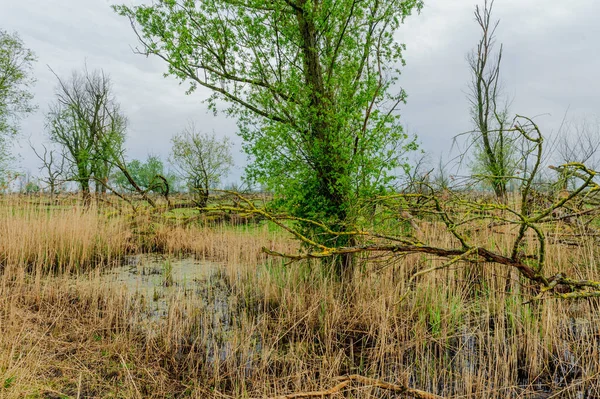 Padlé stromy v přírodní rezervaci — Stock fotografie