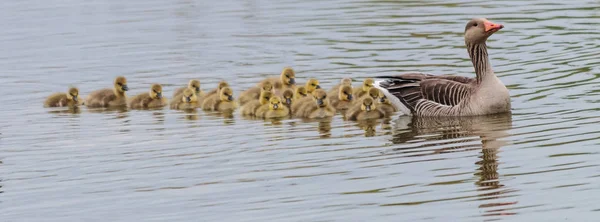 Gäss och gässlingar våren — Stockfoto