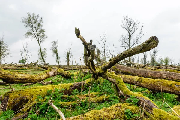 Падение деревьев в заповеднике — стоковое фото