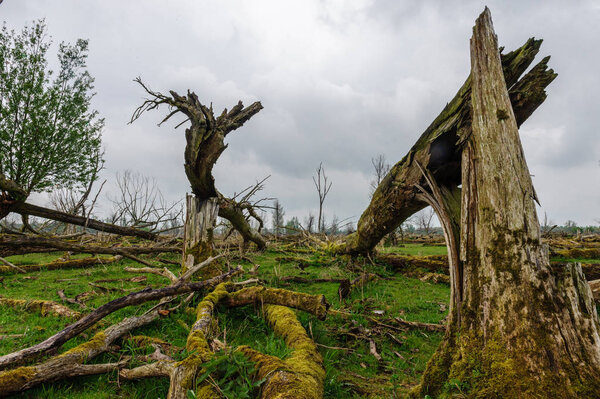 Fallen Trees in a Nature Reserve