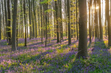 Sunrise aydınlatıcı bluebells
