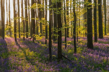 Sunrise aydınlatıcı bluebells