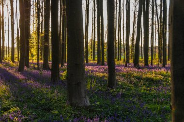 Sunrise aydınlatıcı bluebells