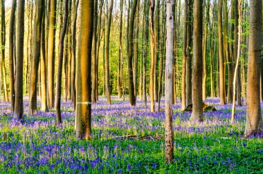 Sunrise aydınlatıcı bluebells