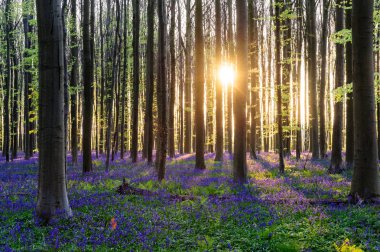 Sunrise aydınlatıcı bluebells