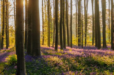 Sunrise aydınlatıcı bluebells