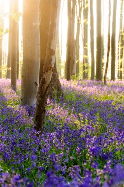 Sunrise aydınlatıcı bluebells