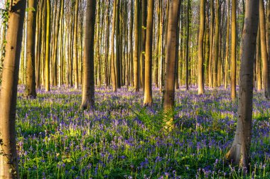 Sunrise aydınlatıcı bluebells