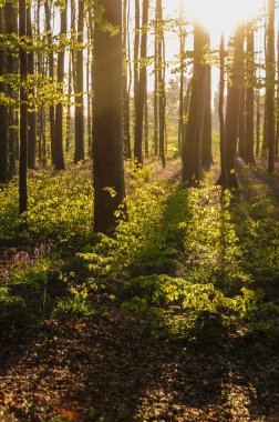 Sunrise aydınlatıcı bluebells