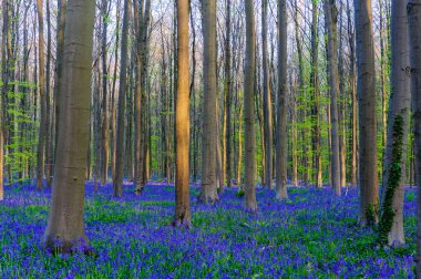 Sunrise aydınlatıcı bluebells