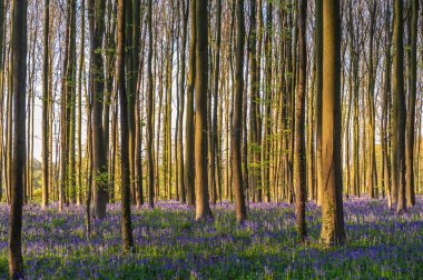 Sunrise aydınlatıcı bluebells