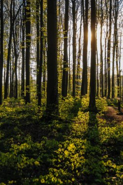 Sunrise aydınlatıcı bluebells