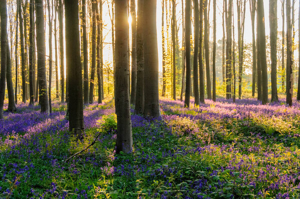 Sunrise illuminating bluebells
