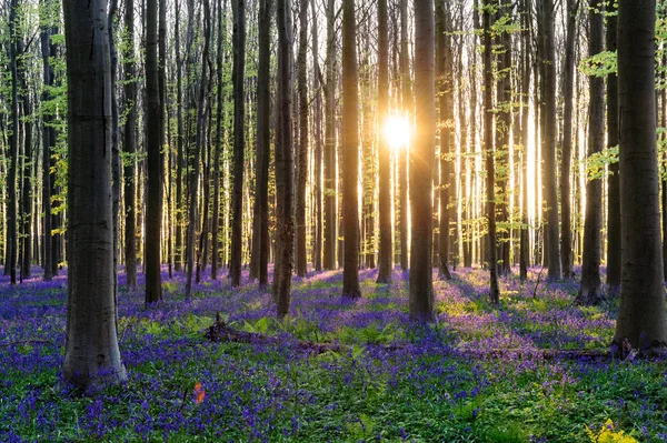 Sunrise illuminating bluebells