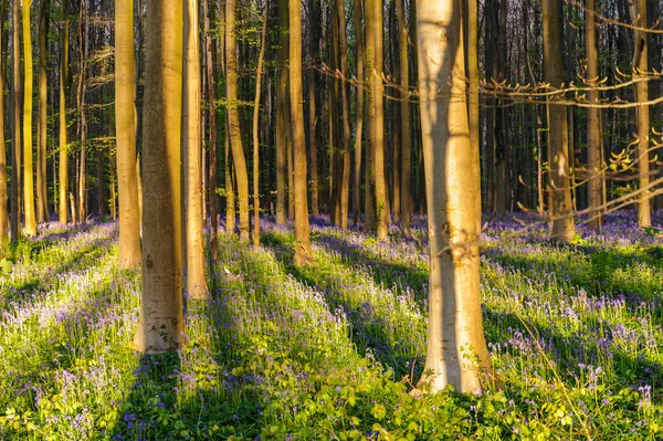 Sunrise lysande blåklockor — Stockfoto