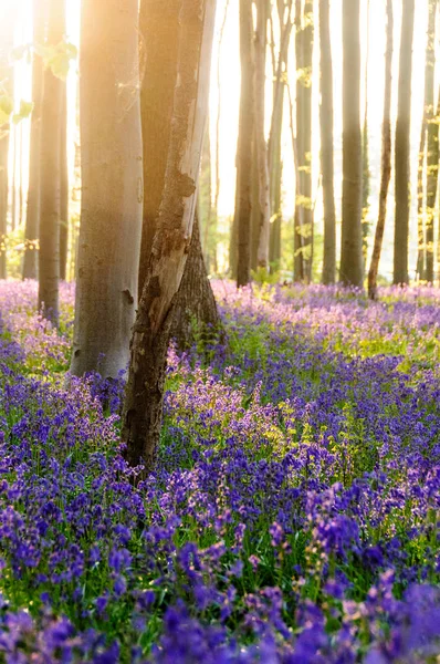 Sunrise illuminating bluebells — Stock Image Sunrise illuminating bluebells Royalty Free Stock Photos