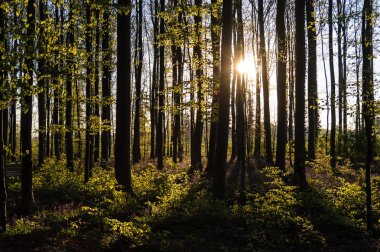 Sunrise aydınlatıcı bluebells
