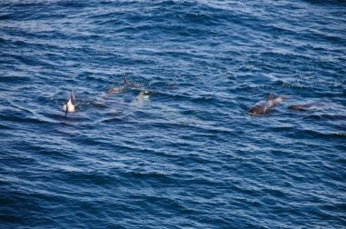 Uzun kanatlı pilot balina