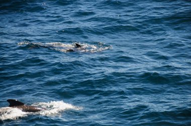 Uzun kanatlı pilot balina