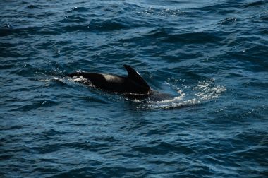 Uzun kanatlı pilot balina