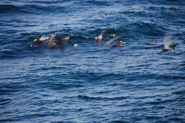 Ballenas piloto de aletas largas — Foto de Stock