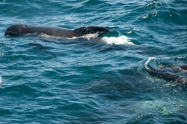 Ballenas piloto de aletas largas — Foto de Stock