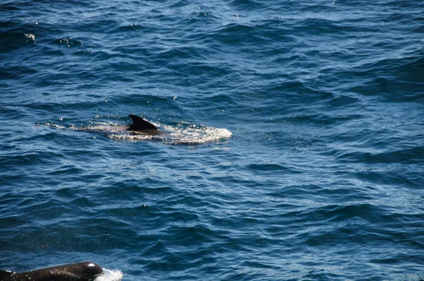 Hosszúszárnyú gömbölyűfejű-kísérleti bálnák — Stock Fotó