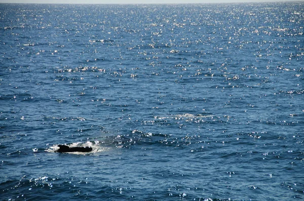 Encontro Com Baleias Piloto Aletas Longas Enroute Entre Ushuaia Ilhas — Fotografia de Stock