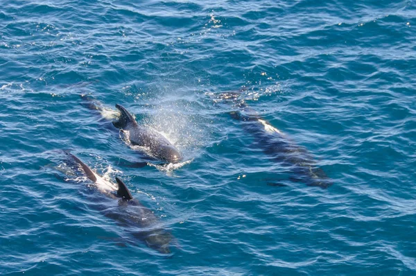 Ballenas piloto de aletas largas — Foto de Stock