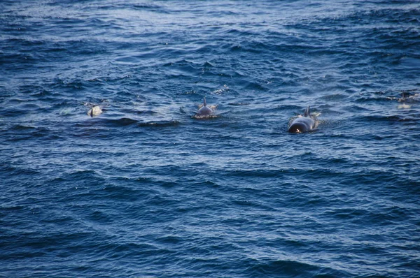 Baleias-piloto de aletas longas — Fotografia de Stock