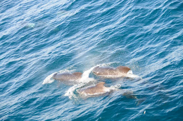 長いフィン ゴンドウクジラ — ストック写真