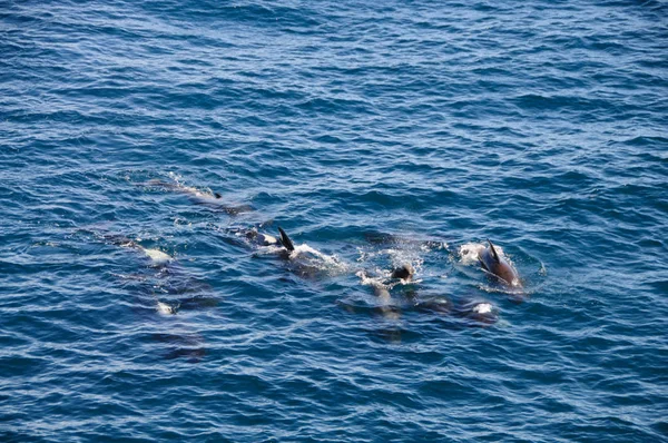 Encontro Com Baleias Piloto Aletas Longas Enroute Entre Ushuaia Ilhas — Fotografia de Stock