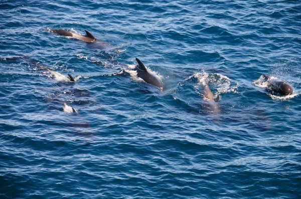 Ballenas piloto de aletas largas — Foto de Stock