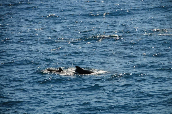 Long-finned pilot walvissen — Stockfoto