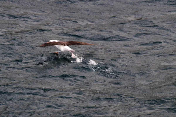 Een Haastige Zwart Browed Albatros Opstijgen Zoals Het Fleeds Uit — Stockfoto