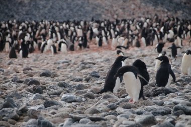 Adelie penguenleri Paulet Adası