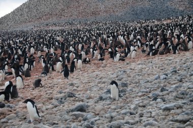 Adelie penguenleri Paulet Adası