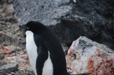 Adelie penguenleri Paulet Adası