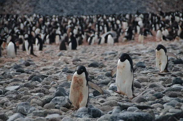 Adelie pingwiny na wyspie Paulet — Zdjęcie stockowe